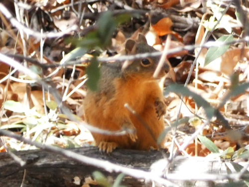 Mexican Fox Squirrel observed by memenaker53