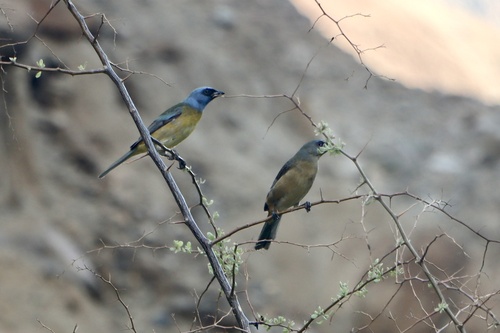 Blue-and-yellow Tanager