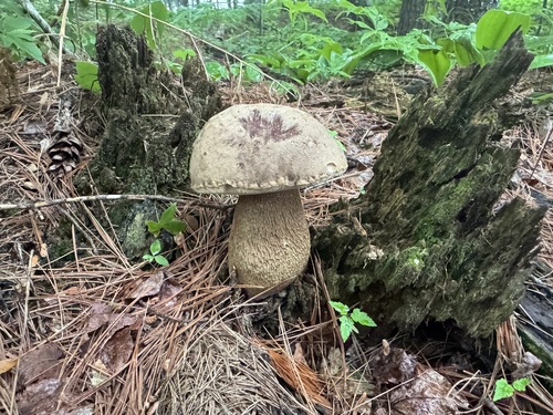 Bitter Bolete