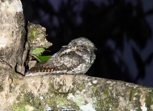 Eastern Whip-poor-will observed by teylorredondo