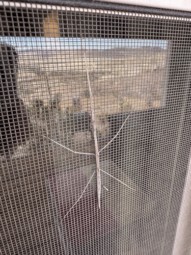 Colorado Short-horn Walkingstick