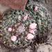 Little Nipple Cactus - Photo (c) Beii Peña, all rights reserved, uploaded by Beii Peña