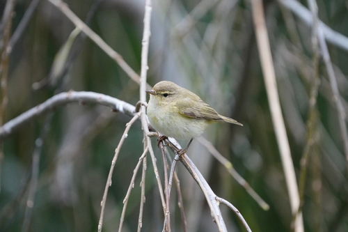 Avistamiento Mosquitero Común