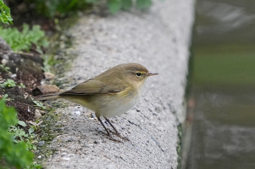 Avistamiento Mosquitero Común