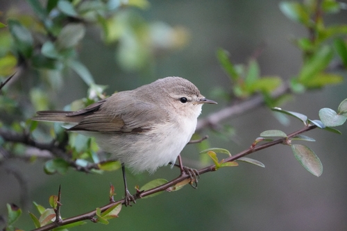 Avistamiento Mosquitero Común