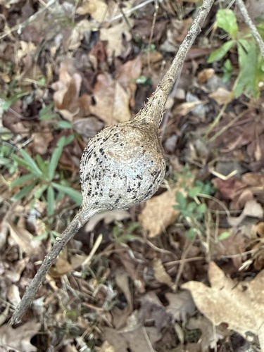 Unknown species found near Little Rd, Tallassee, AL, US