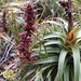 Richea curtisiae - Photo (c) Fiona Walsh, all rights reserved, uploaded by Fiona Walsh