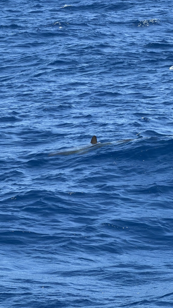Ground Shark Examples Ground Sharks from Indian Ocean on January 30, 2026 at 10:24 AM by ...