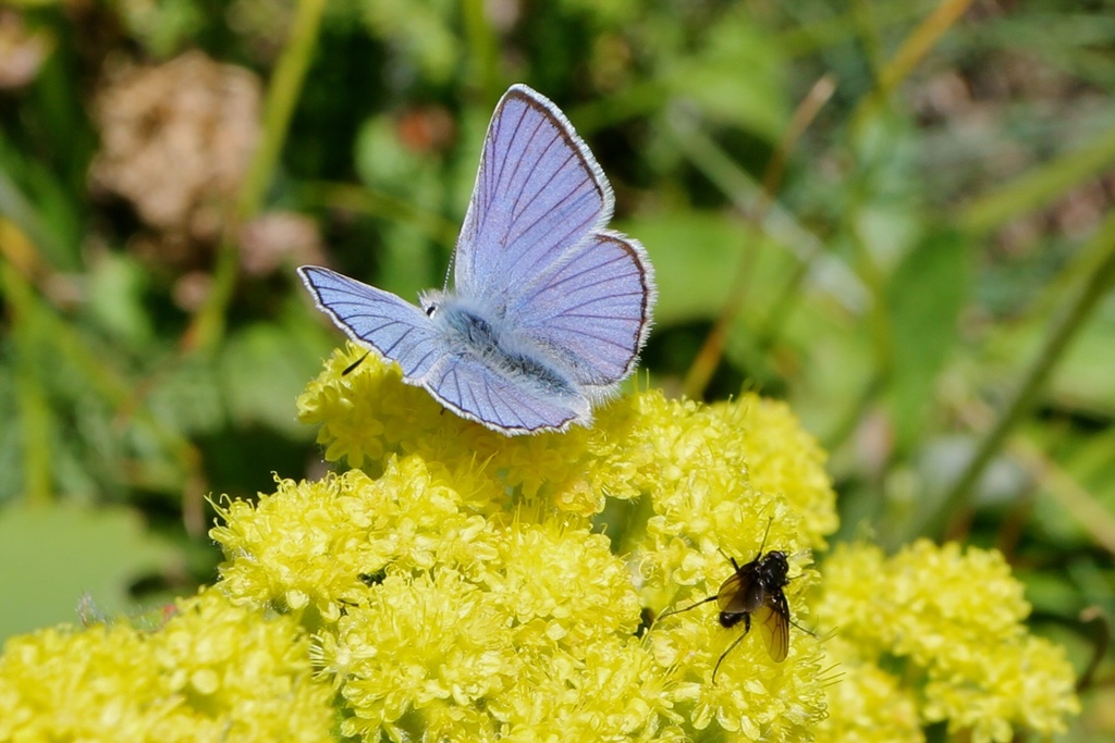 Blue Copper (Glacier National Park Butterflies and Moths) · iNaturalist