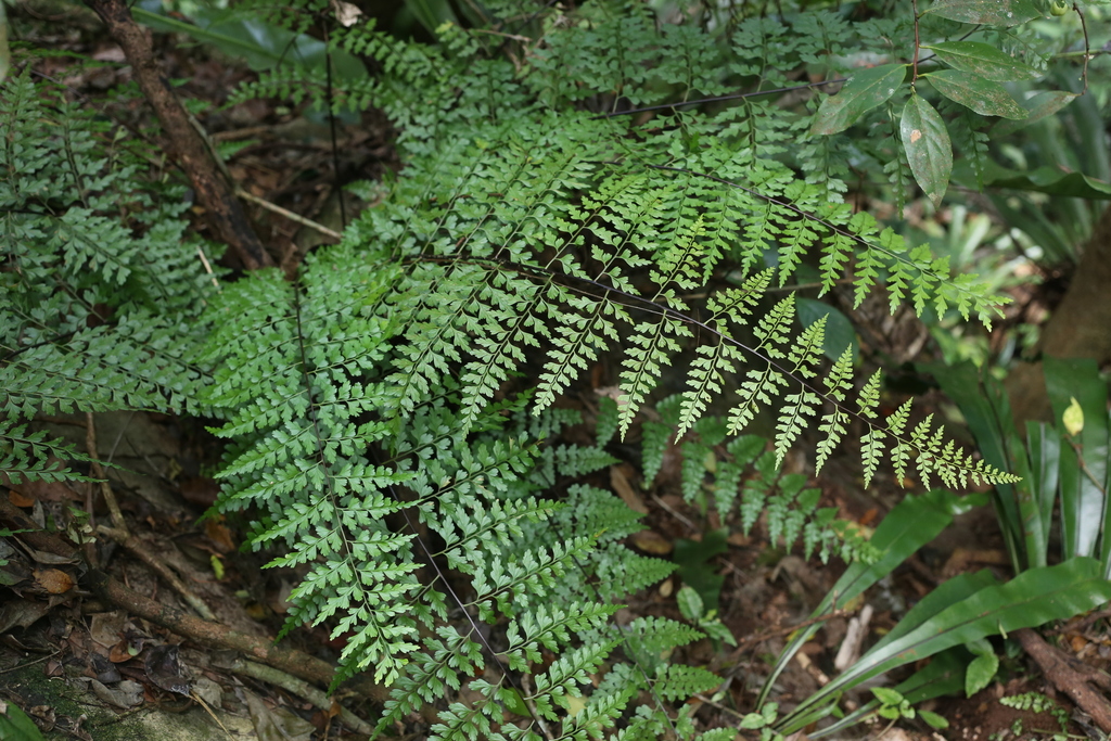 Asplenium confusum (Asplenium confusum)