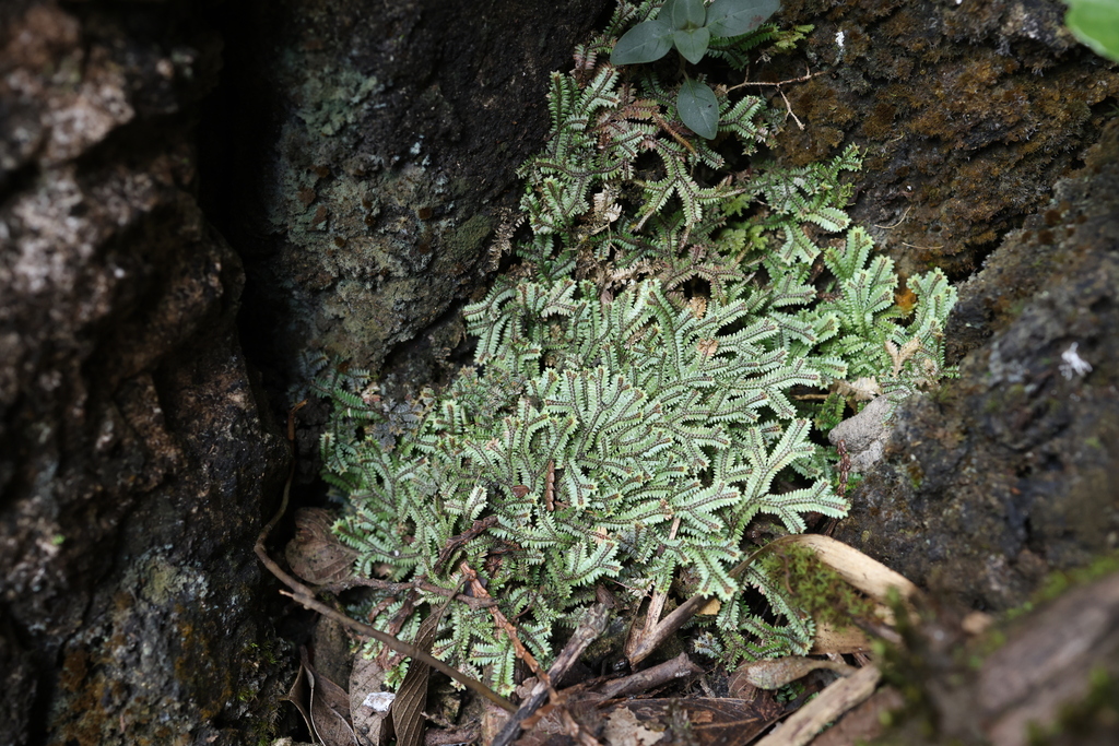 Selaginella coriaceifolia (Selaginella coriaceifolia)