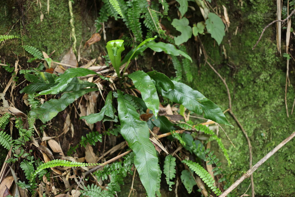 Asplenium holosorum (Asplenium holosorum)