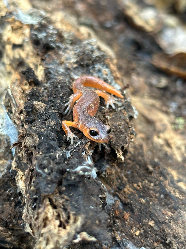 iNaturalist observation photo of Monterey Ensatina