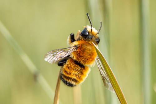 Megachile semirufa Sichel, 1867