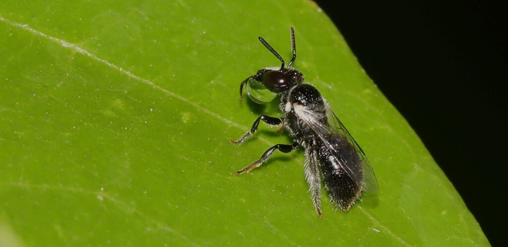 Black Reed Bees from Emerald QLD, Australia on January 31, 2026 at 10: ...