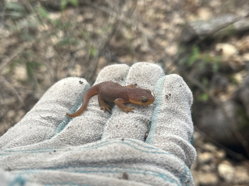 iNaturalist observation photo of California Newt