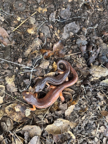 iNaturalist observation photo of Monterey Ensatina