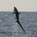 Thresher Shark - Photo (c) Ed Corey, all rights reserved, uploaded by Ed Corey