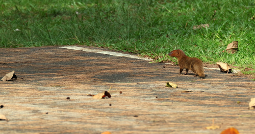Javan Mongoose