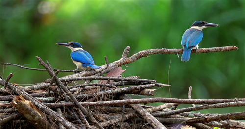 Collared Kingfisher