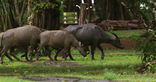 Domestic Water Buffalo