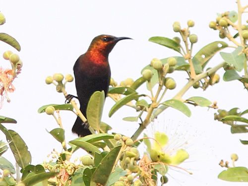 Copper Sunbird