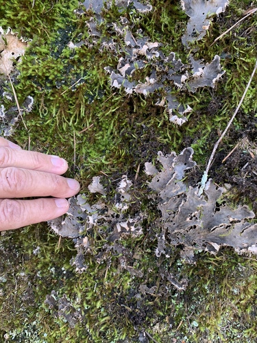 membranous pelt lichen