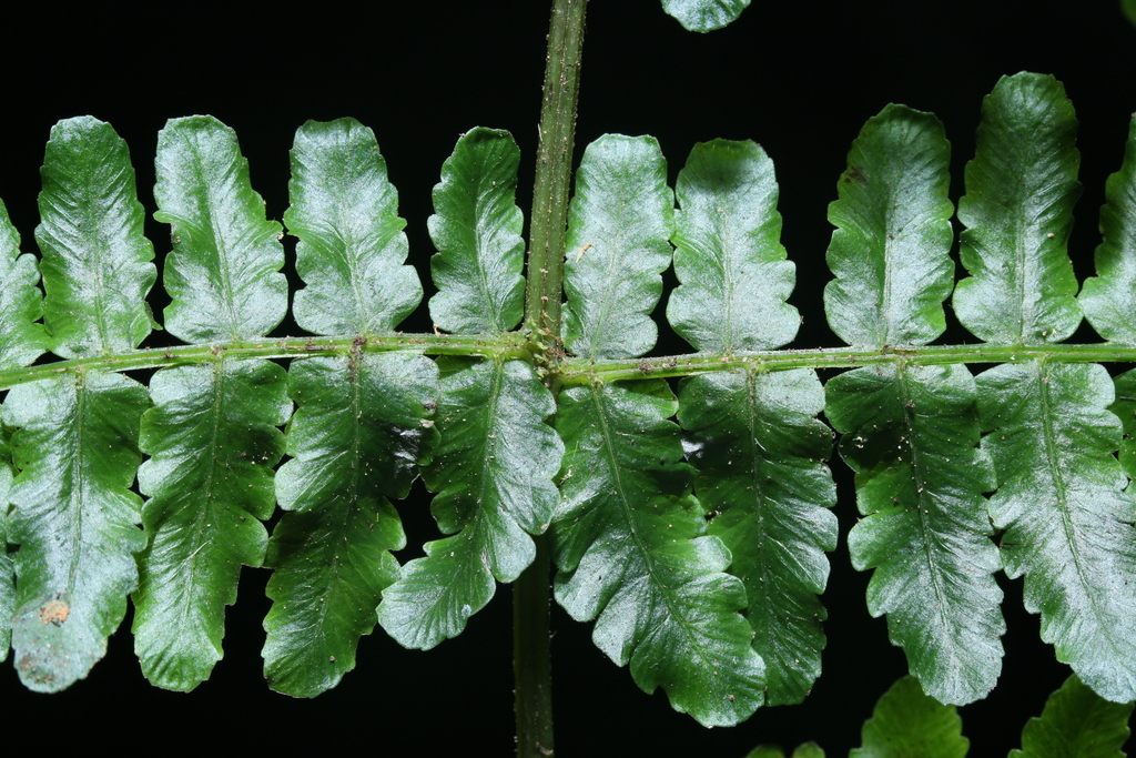 Cornopteris opaca (Cornopteris opaca)