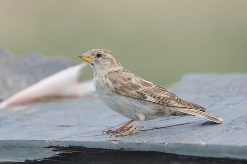 Rock Sparrow