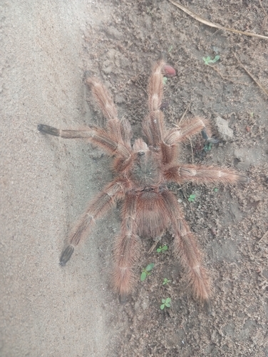 Brazilian Giant Blonde Tarantula