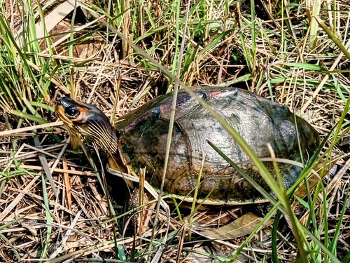 Indian Roofed Turtle
