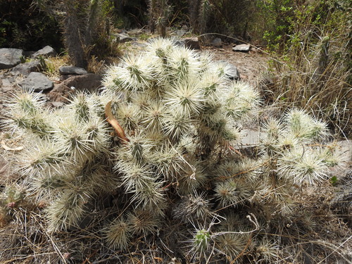 Thistle Cholla