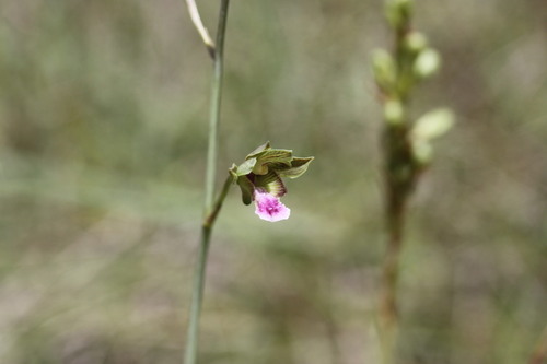Eulophia kyimbilae