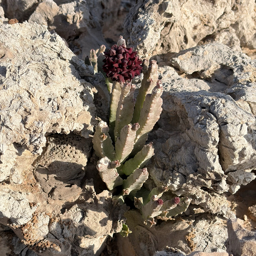 Desmidorchis arabica