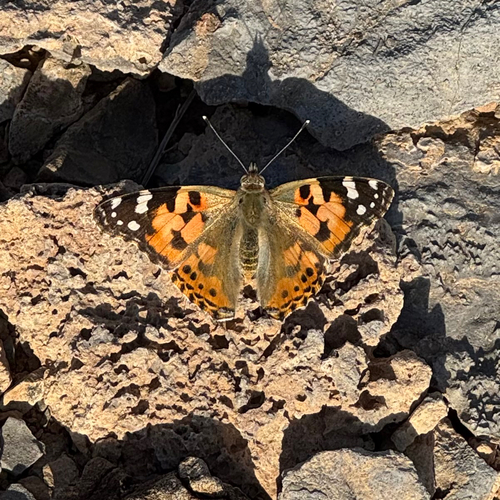 Painted Lady