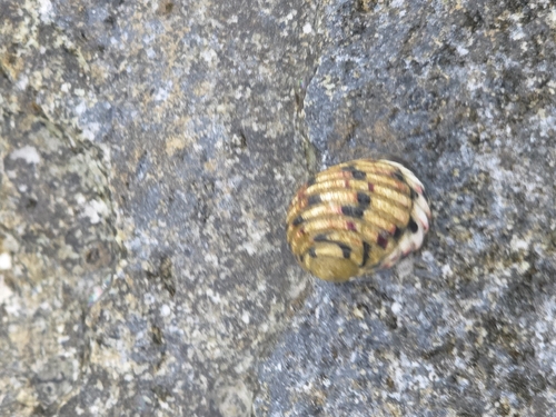 Nerita versicolor