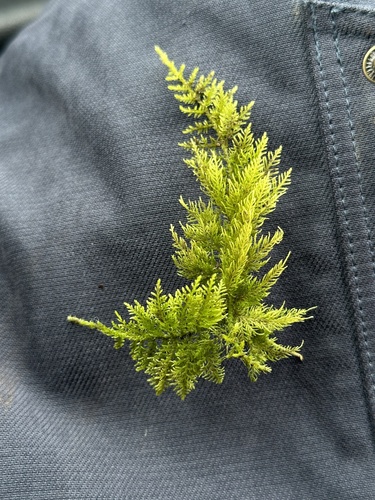 Common Tamarisk-moss