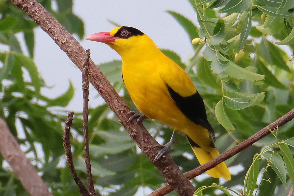 Black Oriole (Oriolus hosii) photo