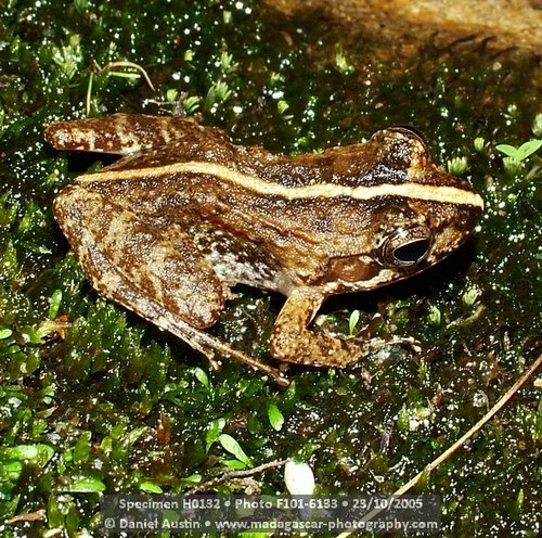 Fort Madagascar Frog