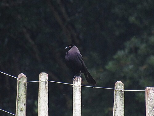 Giant Cowbird