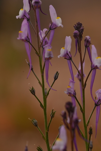 Moroccan toadflax (Linaria maroccana)
