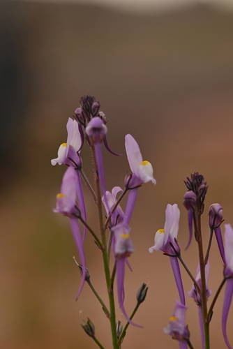 Annual Toadflax