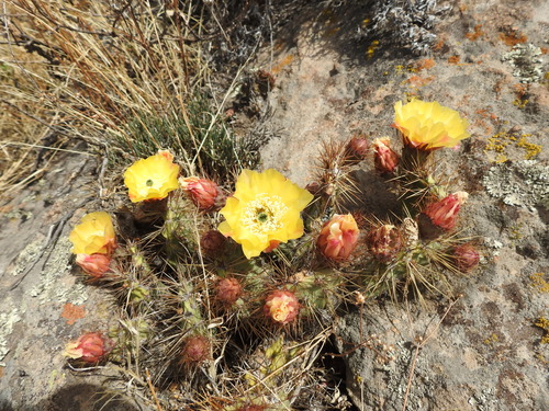 Tunilla soehrensii