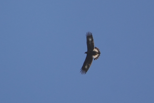 Avistamiento Águila real (Sierra Nevada)