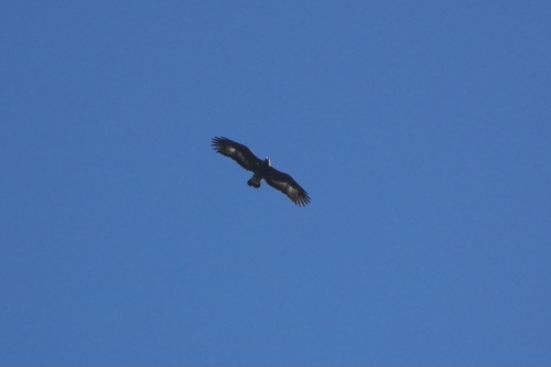 Avistamiento Águila real (Sierra Nevada)
