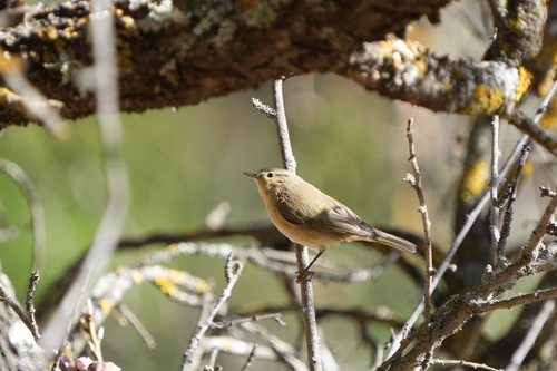 Avistamiento Mosquitero Común