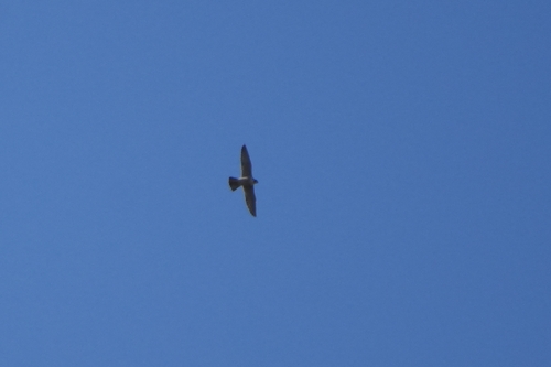 Avistamiento Halcón peregrino