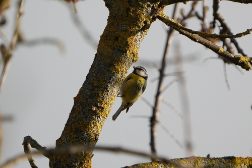 Avistamiento Cyanistes caeruleus