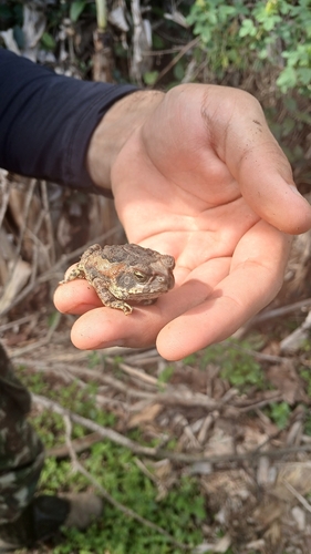 Cururu Toad