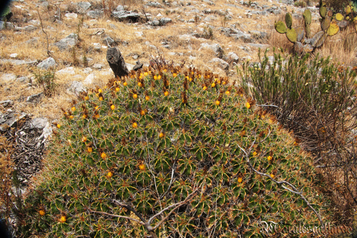 Ferocactus robustus